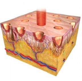 Epidermis